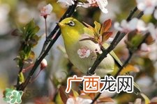 禽流感期间能接触鸟粪吗？碰到鸟粪会得禽流感吗？