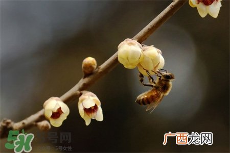 惊蛰可以动针线吗？惊蛰为什么不动针线？