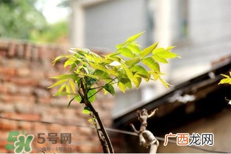 清明节可以晒衣服吗?清明节为什么不能晒衣服?