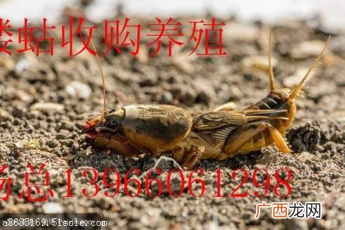 蝼蛄的养殖技术 养殖蝼蛄怎么样