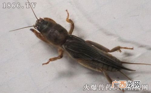 蝼蛄的养殖技术 养殖蝼蛄怎么样