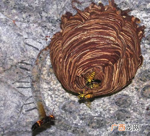 马蜂怕什么 养殖马蜂利益