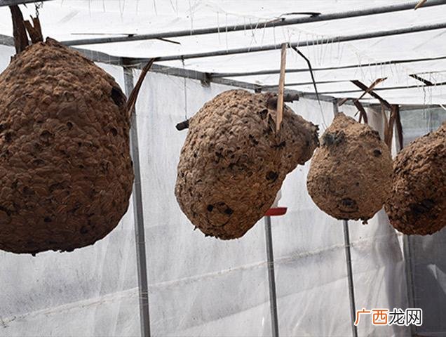 马蜂怕什么 养殖马蜂利益