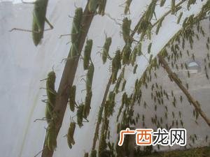 养殖蚂蚱有什么风险 养殖蚂蚱国家有补贴吗