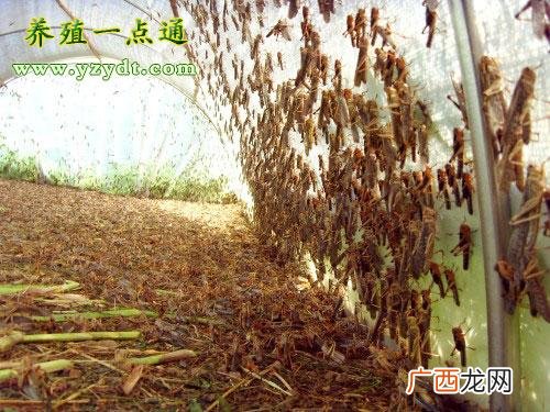 蝗虫养殖技术 养殖蚂蚱有补贴吗