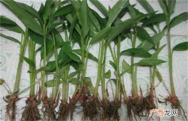 种植这个一年净赚40万 在农村如何赚钱快