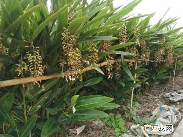 种植这个一年净赚40万 在农村如何赚钱快