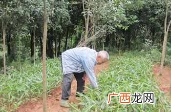 种植这个一年净赚40万 在农村如何赚钱快