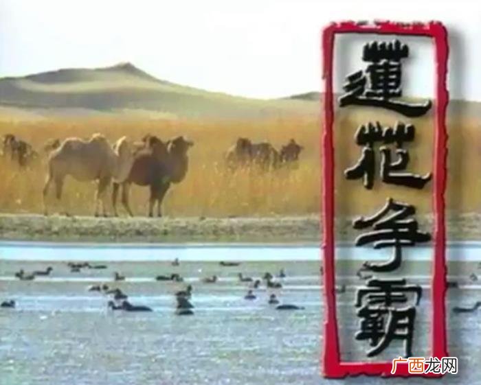 无怨无悔我走我路—— 无怨无悔我走我路