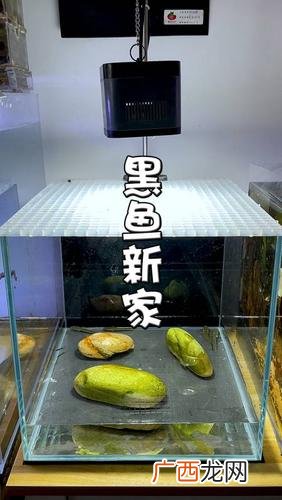 怎么养小黑鱼 小黑鱼养殖