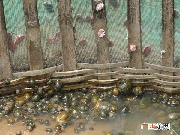 螺蛳养殖要什么条件 小螺蛳养殖技术