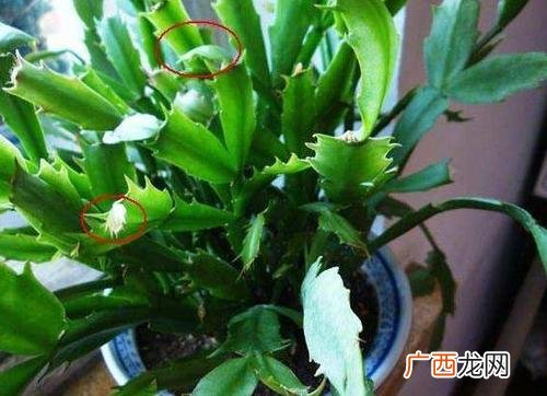 蟹爪兰栽多深最好 蟹爪兰夏天的养殖方法和注意事项