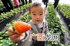 摘草莓要带什么？摘草莓要准备哪些东西？