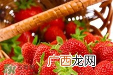 摘草莓要带什么？摘草莓要准备哪些东西？