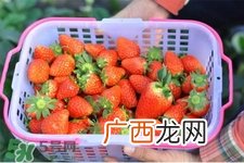 摘草莓要带什么？摘草莓要准备哪些东西？