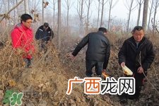 正月可以扫墓吗？正月能不能上坟？
