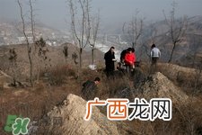 正月可以扫墓吗？正月能不能上坟？