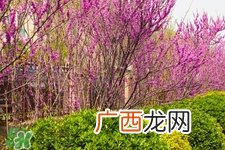 春季养生需注意什么？春季养生宜分三个时间段