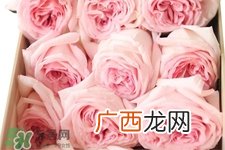 玫瑰花怎么养？玫瑰花怎么养久一点？