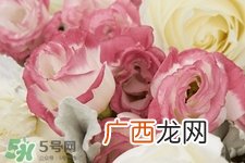 roseonly是怎么火起来的？roseonly值得买吗？