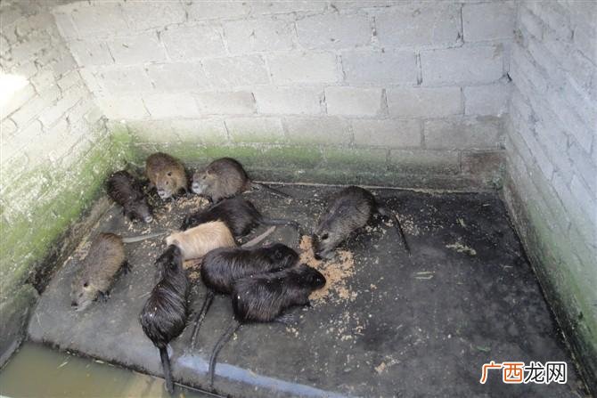 肉狗养殖 养殖海狸鼠的利润