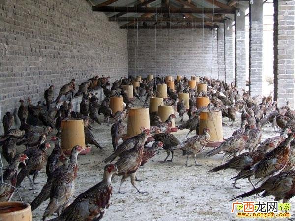 肉狗养殖 养殖海狸鼠的利润