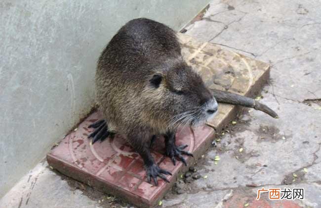 肉狗养殖 养殖海狸鼠的利润