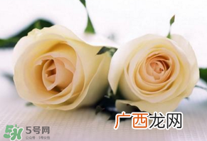 白色情人节送什么花？白色情人节送白玫瑰合适吗？