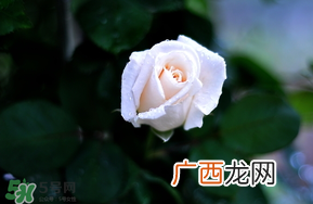 白色情人节送什么花？白色情人节送白玫瑰合适吗？
