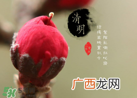 清明节为什么要吃清明果？为什么清明节要吃清明果？