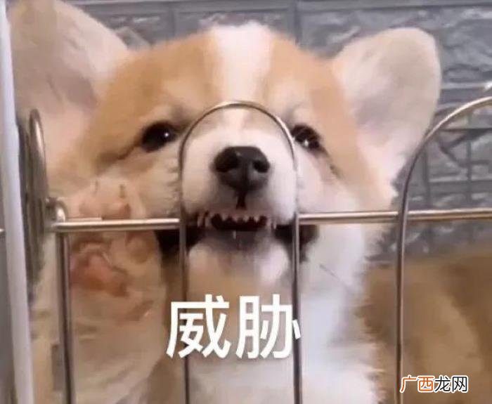 搞笑表情包Ⅰ你说的好像很有道理 有道理图片