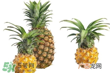 菠萝可以吸甲醛吗？菠萝可以除甲醛吗？