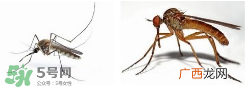 蚊虫叮咬会传播艾滋病吗？蚊虫会传染乙肝吗？