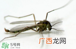蚊虫叮咬会传播艾滋病吗？蚊虫会传染乙肝吗？