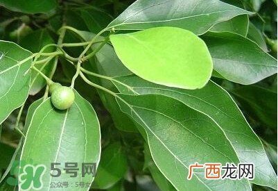 香樟树的香味有害吗？香樟树的香味有没有害
