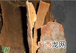 香樟树的香味有害吗？香樟树的香味有没有害