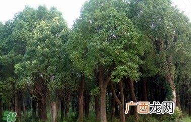 香樟树的香味有害吗？香樟树的香味有没有害