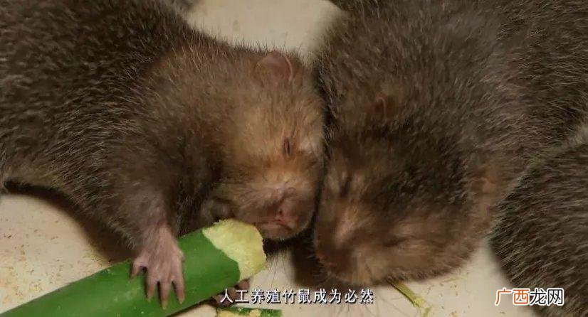 养竹鼠的利润与成本 银星竹鼠养殖和利润