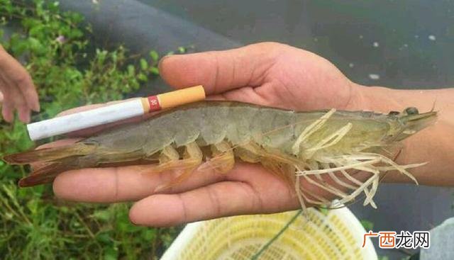 黄粉虫养殖技术 鱼虾的养殖周期