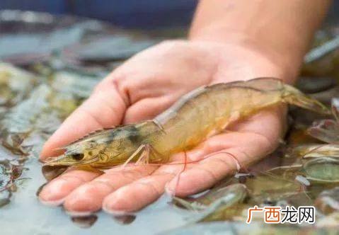 鱼虾养殖第31天 鱼虾养殖技术