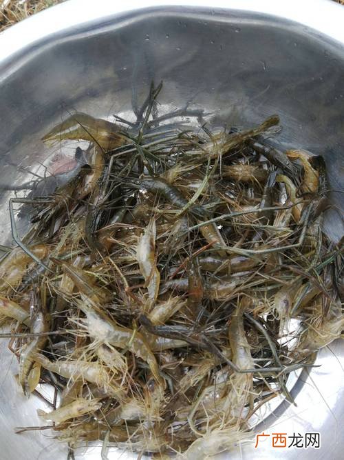 哪里有鱼虾养殖塘承包 鱼虾养殖项目