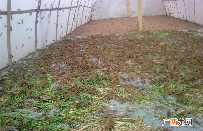 养殖蚂蚱销路问题 云南蚂蚱养殖怎么样