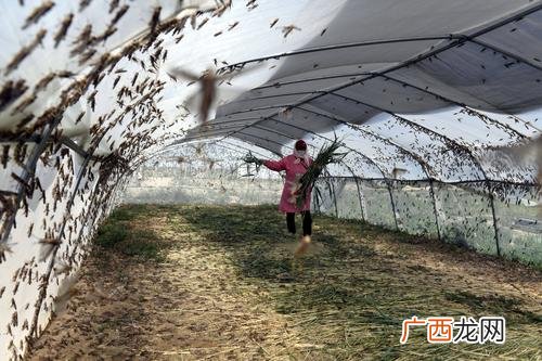 养殖蚂蚱销路问题 云南蚂蚱养殖怎么样