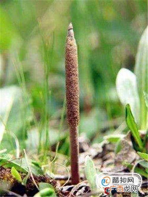 冬虫夏草能养殖吗 怎么养殖虫草