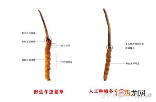 冬虫夏草能养殖吗 怎么养殖虫草