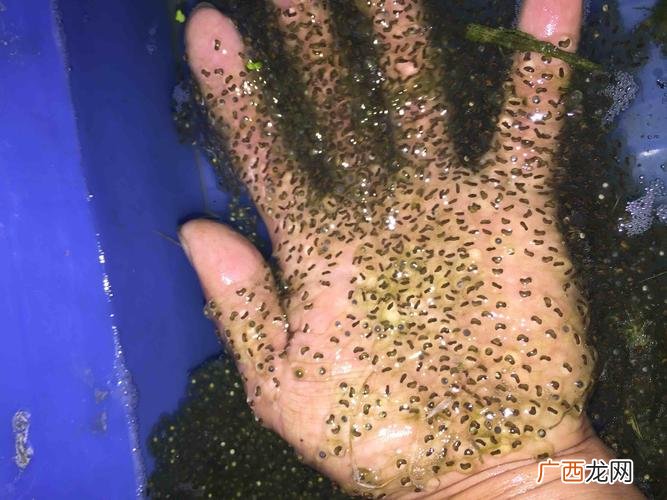 如何养蝌蚪又大又肥 怎样养殖蝌蚪