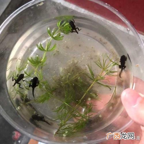 如何养蝌蚪又大又肥 怎样养殖蝌蚪
