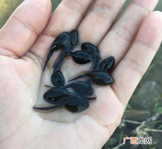 如何养蝌蚪又大又肥 怎样养殖蝌蚪