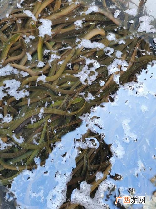裴新华张斌 张斌华泥鳅养殖