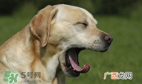 打哈欠会传染吗？打哈欠会不会传染